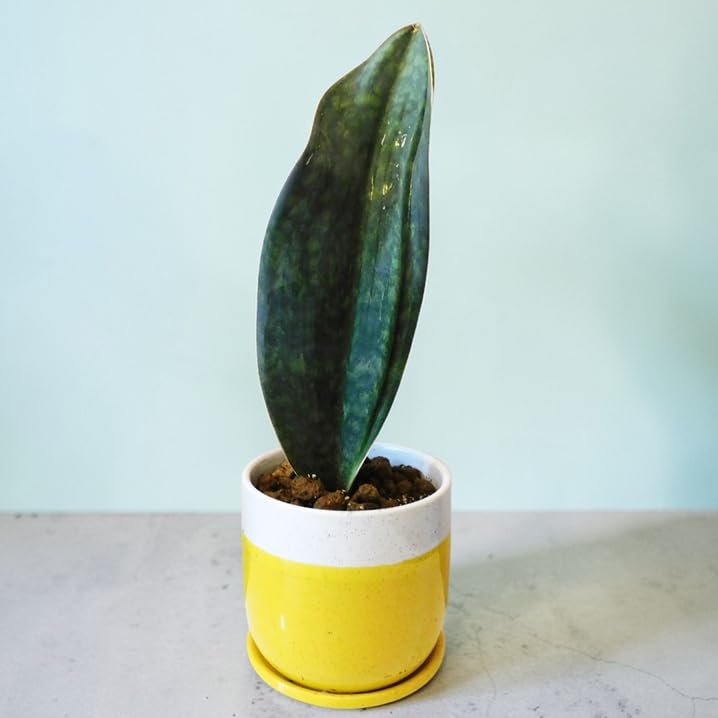 サンスベリ　マーシャンダ ホワイト Amazon｜観葉植物 サンスベリア マッソニアーナ Sansevieria Masoniana